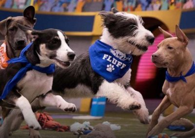 Puppy Bowl XVIII: Betting Odds For Team Ruff And Team Fluff